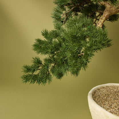 Faux Pine Bonsai - Textured Cement Pot | Cream - 96cm