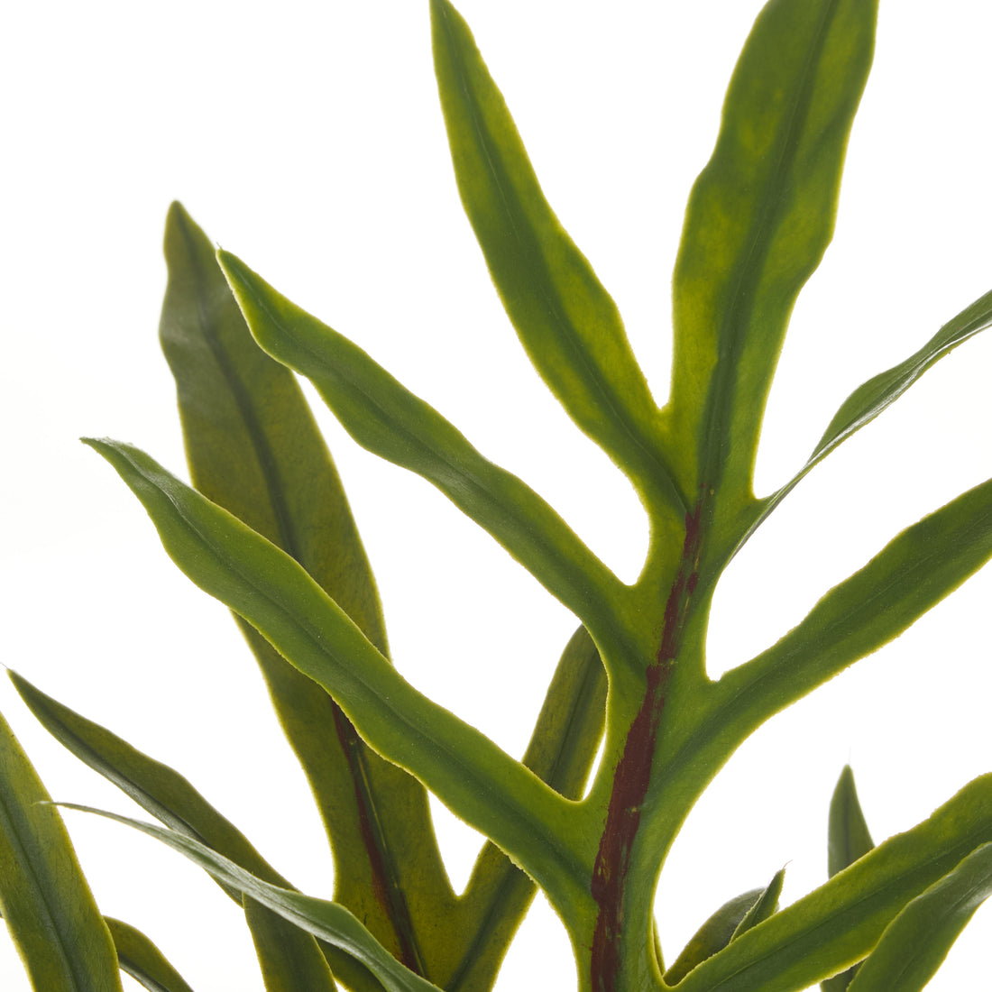 Rogue Blue Star Fern Pot Green