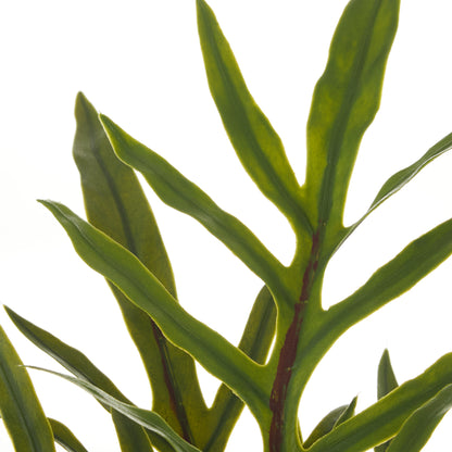 Rogue Blue Star Fern Pot Green
