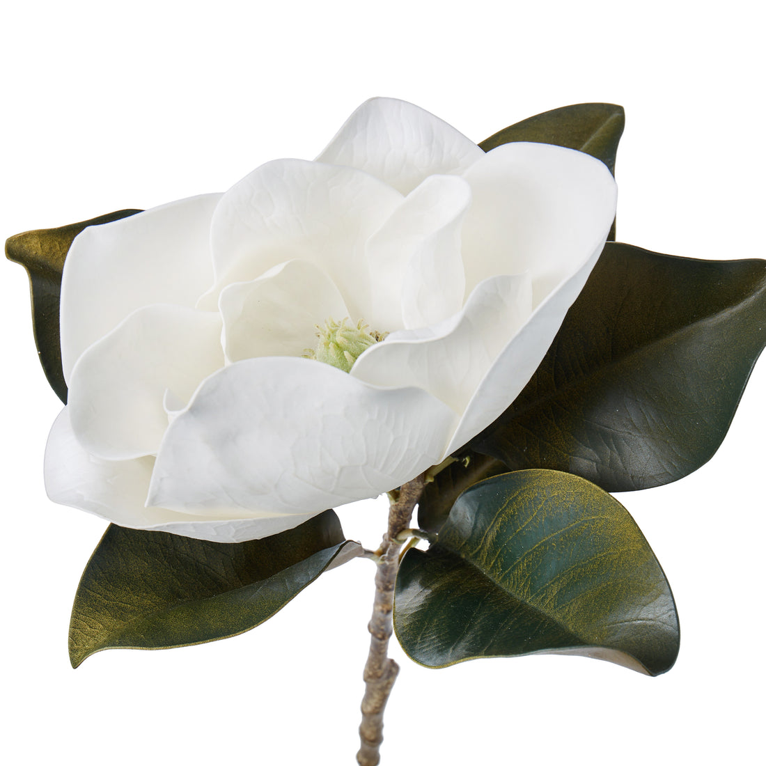 Rogue Magnolia Grandiflora White