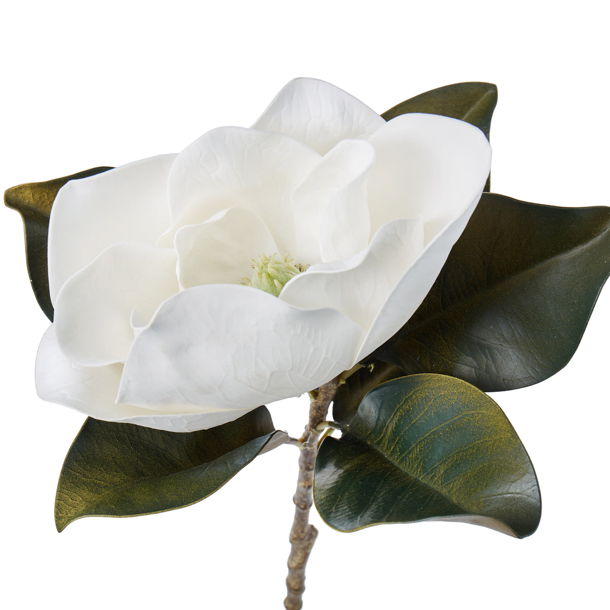 Rogue Magnolia Grandiflora White