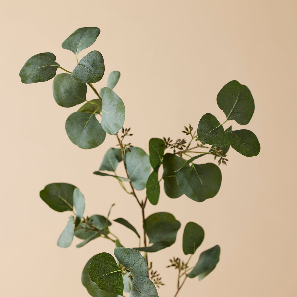 Rogue Eucalyptus Seeded Spray Green