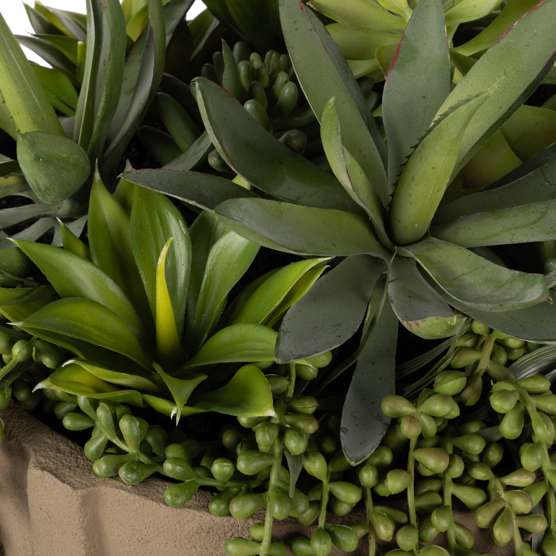 Rogue Succulent Mix - Danvers Seam Pot Wide Green