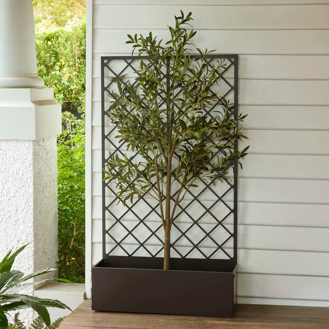 Rogue Olive Tree - Fruitless Green