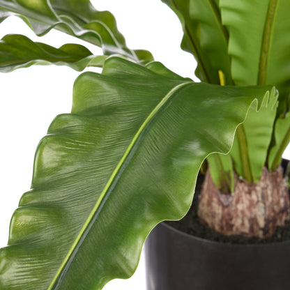 Rogue Bird Nest Fern Green