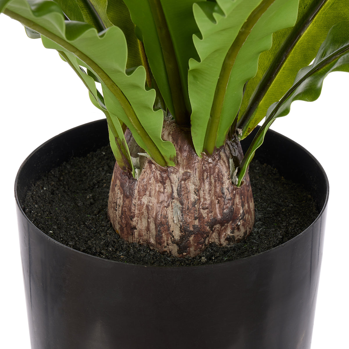 Rogue Bird Nest Fern Green
