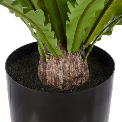 Rogue Bird Nest Fern Green