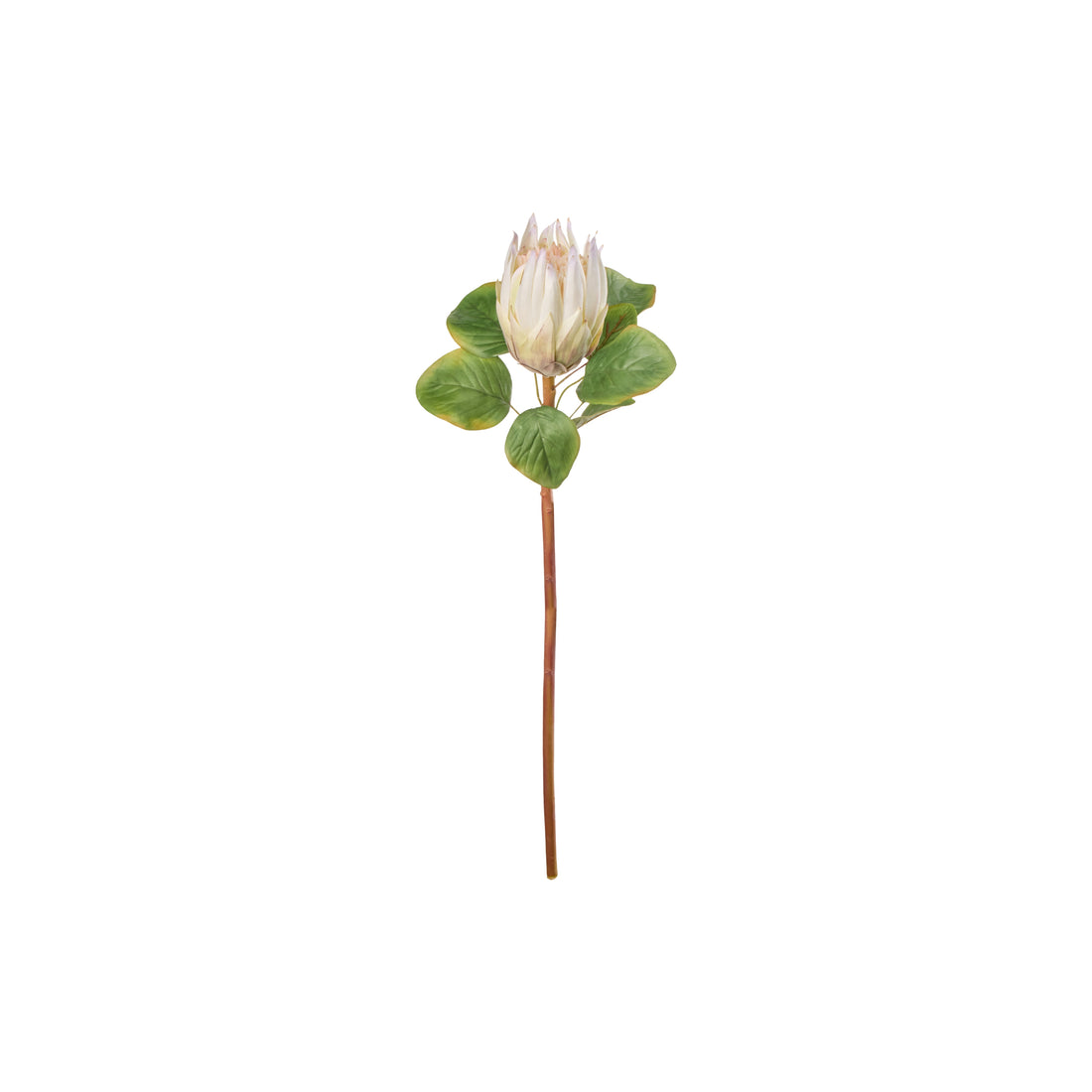 Rogue King Protea Stem Cream