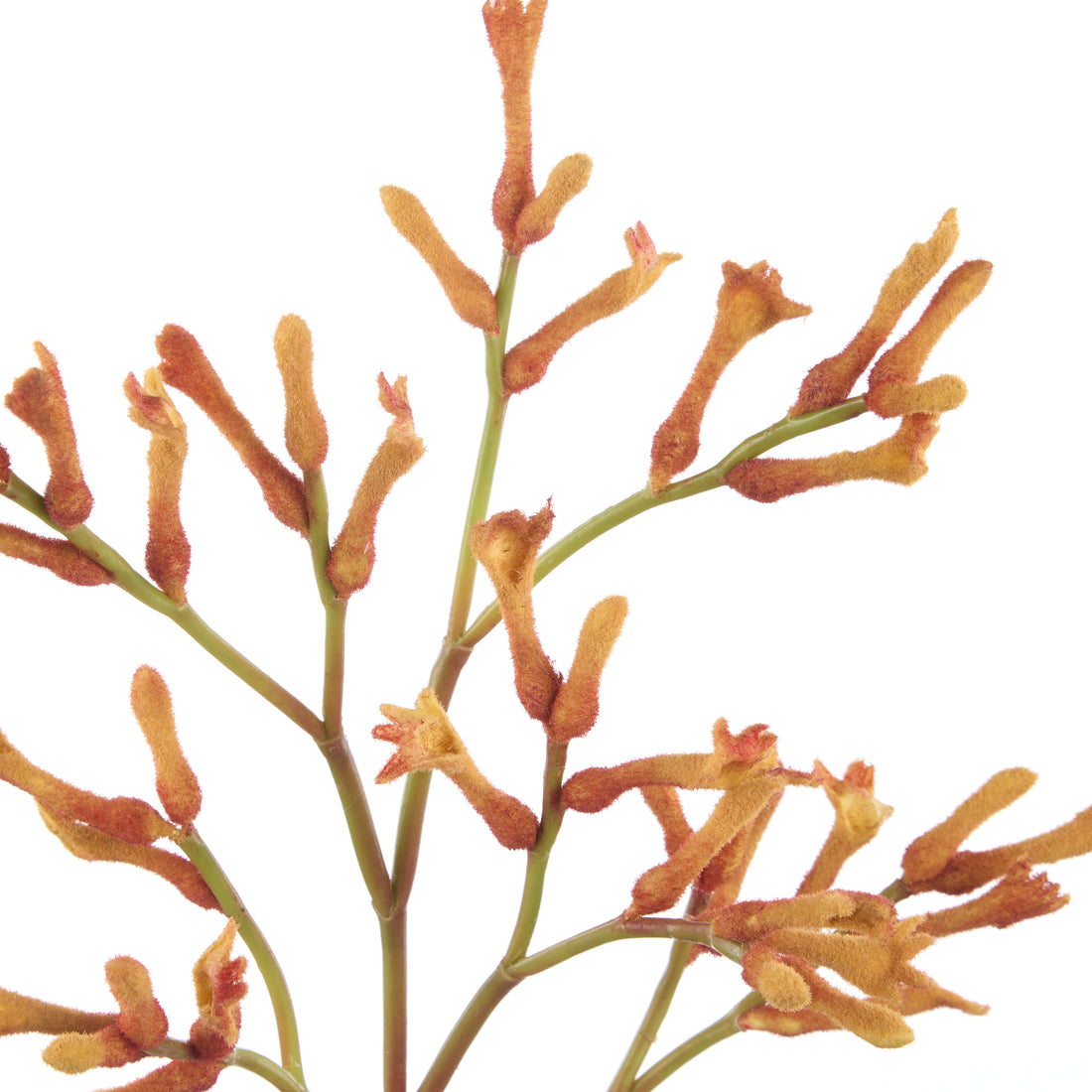 Faux Kangaroo Paw Spray | Orange -  77cm