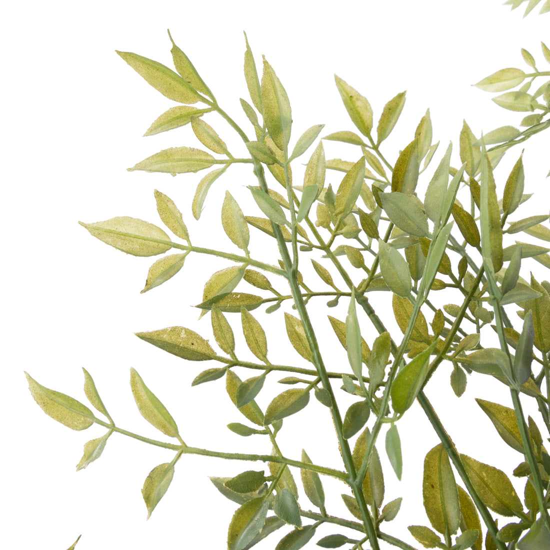 Rogue Ficus Tree - Garden Pot Green
