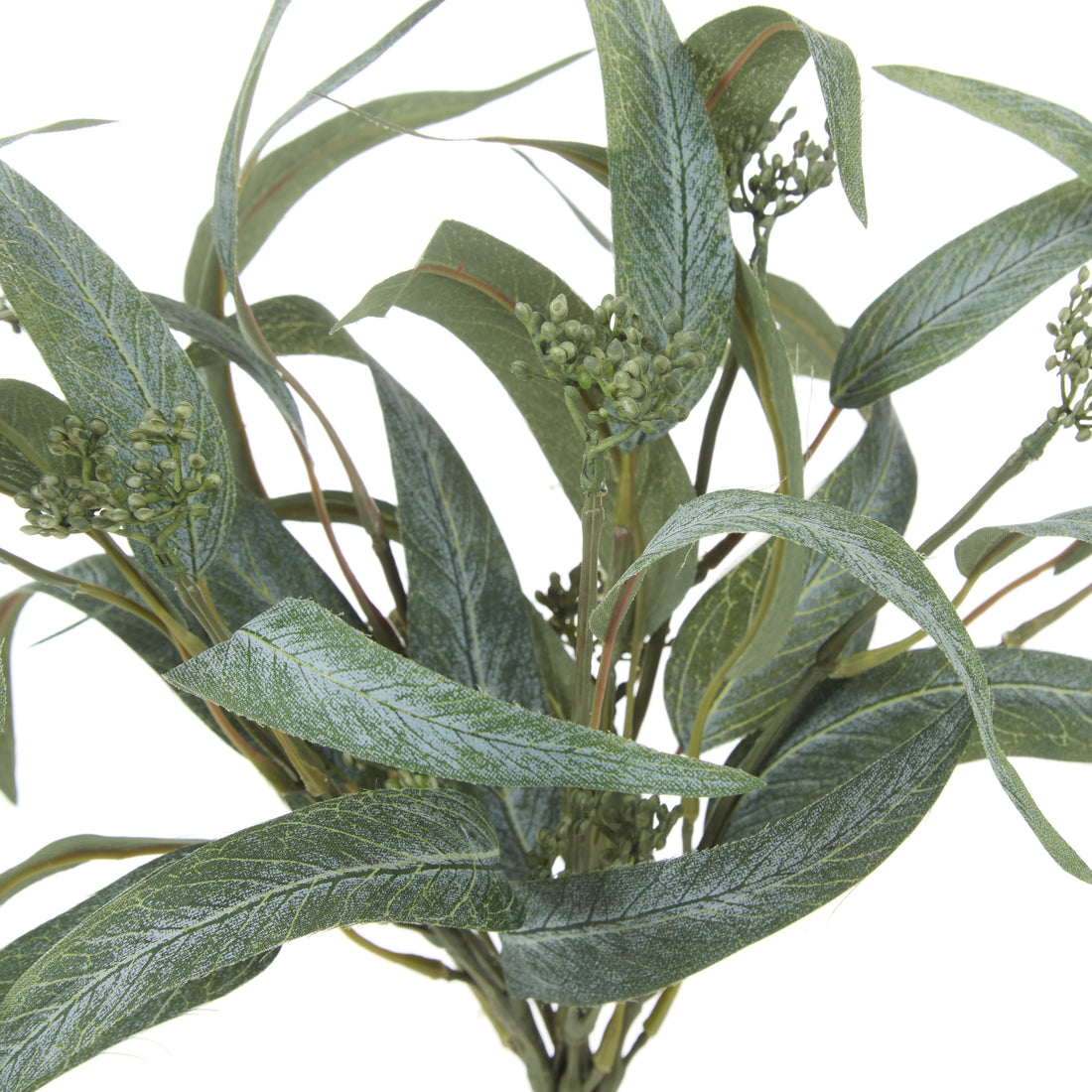 Rogue Eucalyptus Seeding Bunch Green