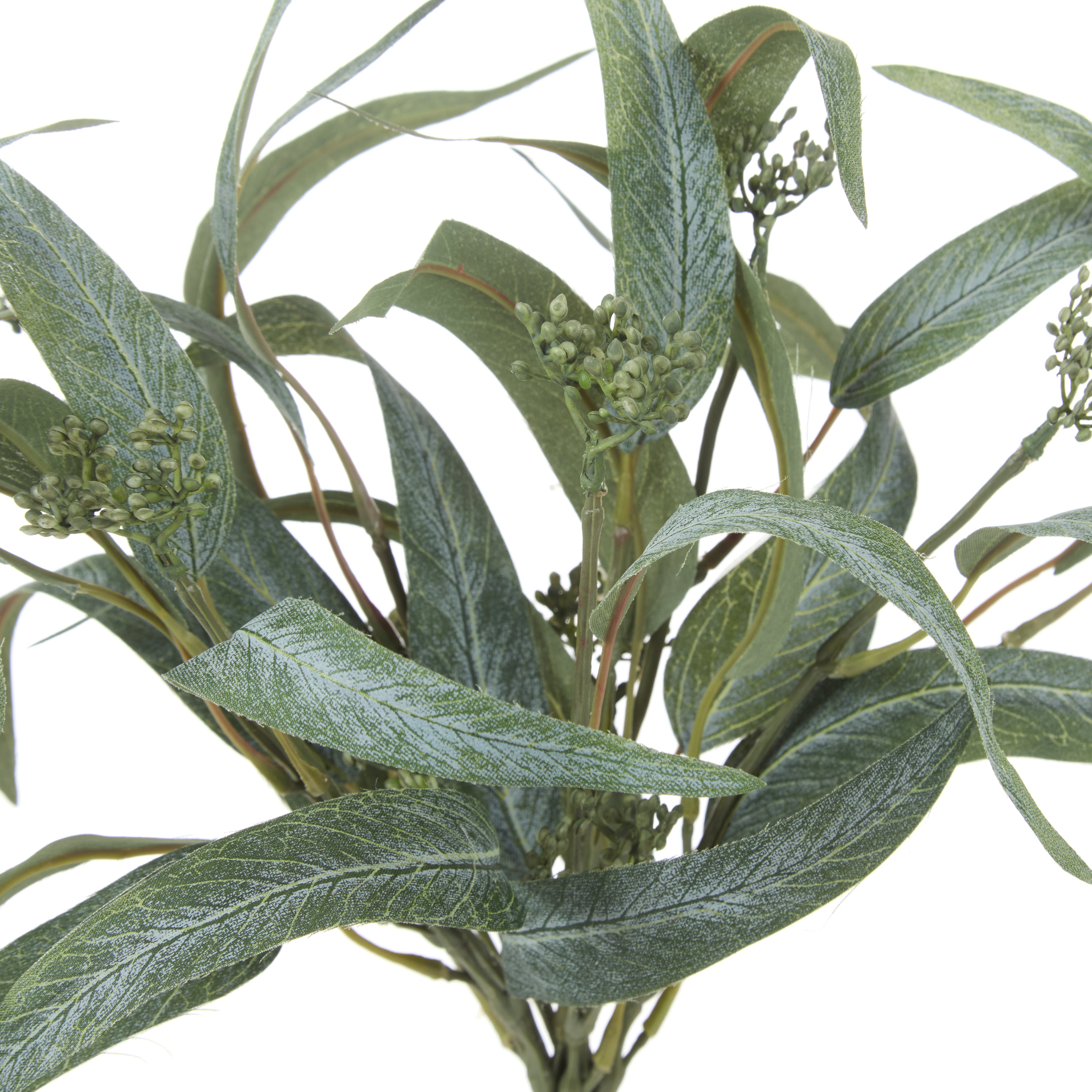 Rogue Eucalyptus Seeding Bunch Green