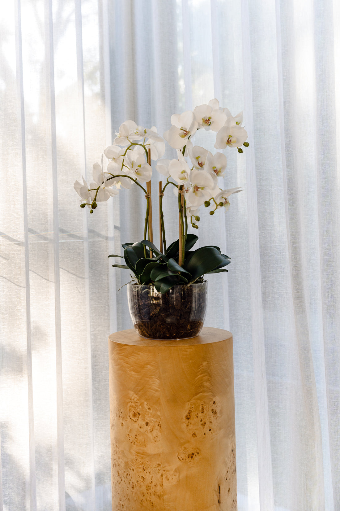 Faux Phalaenopsis Orchid Plant in Classic Bowl | White - 68cm