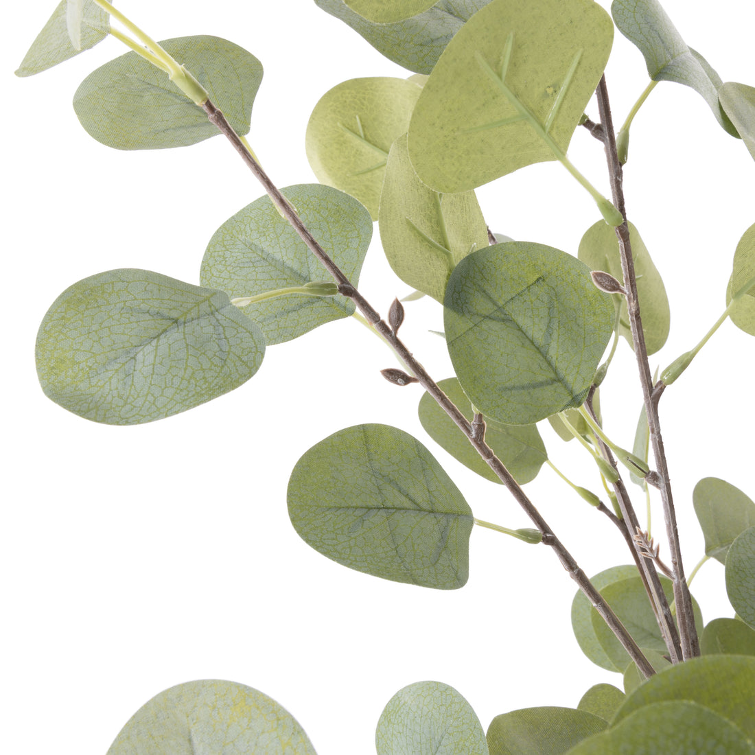 Rogue Eucalyptus Tree - Garden Pot Green