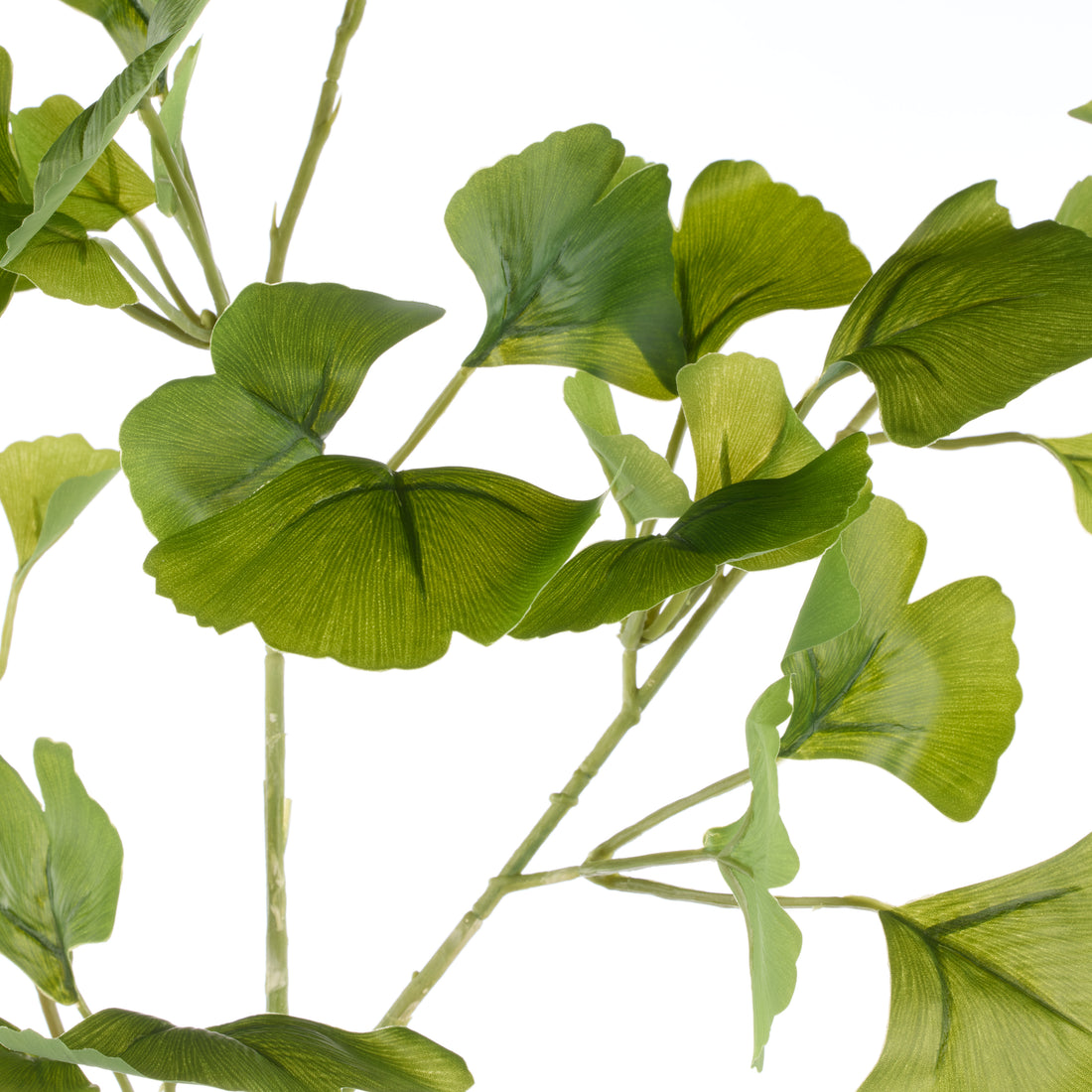 Rogue Ginkgo Spray Green