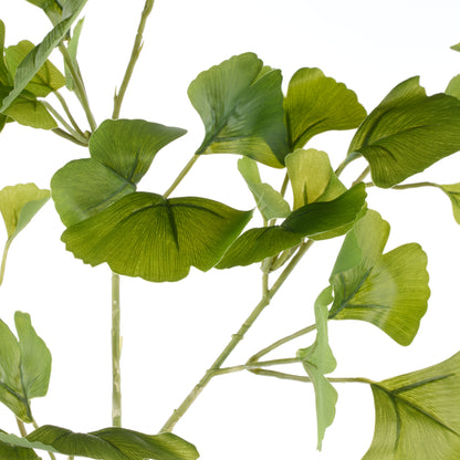 Rogue Ginkgo Spray Green