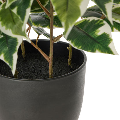 Rogue Ficus Tree Pot Variegated