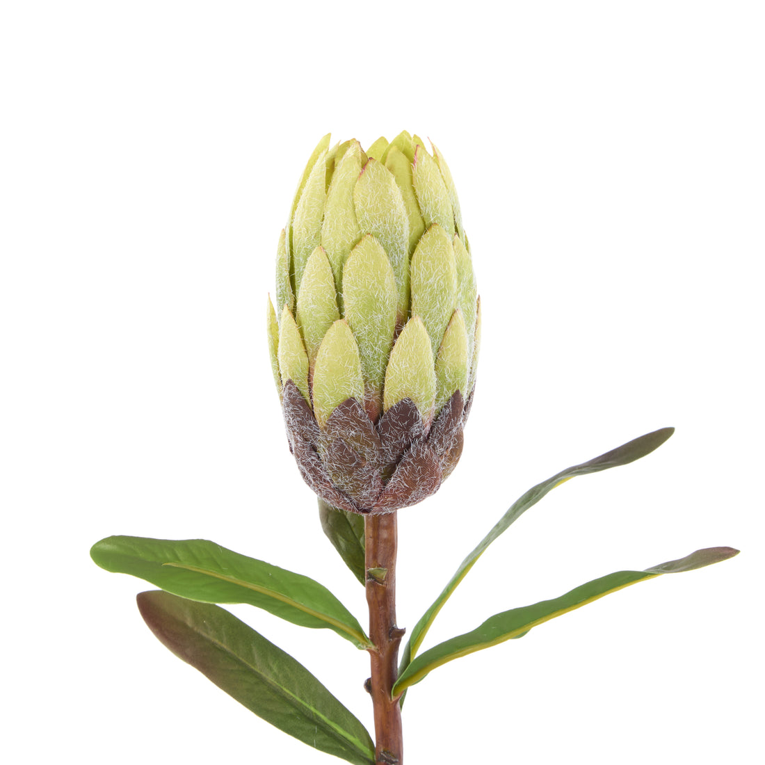 Rogue Protea Stem Green