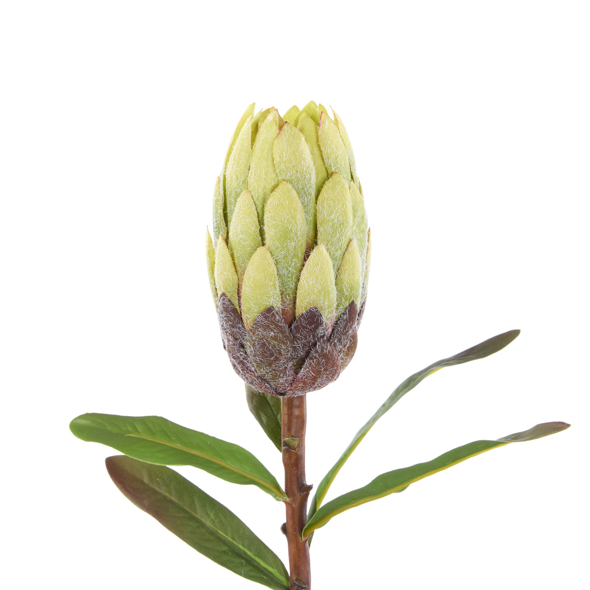 Rogue Protea Stem Green