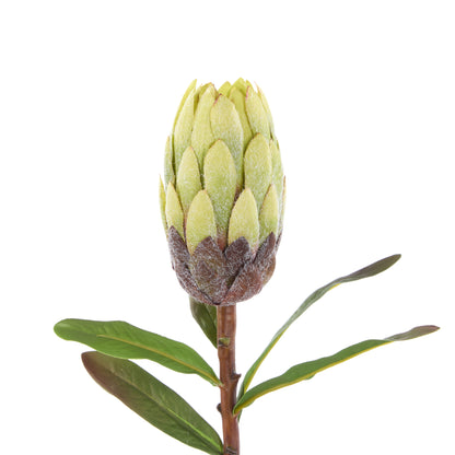 Rogue Protea Stem Green