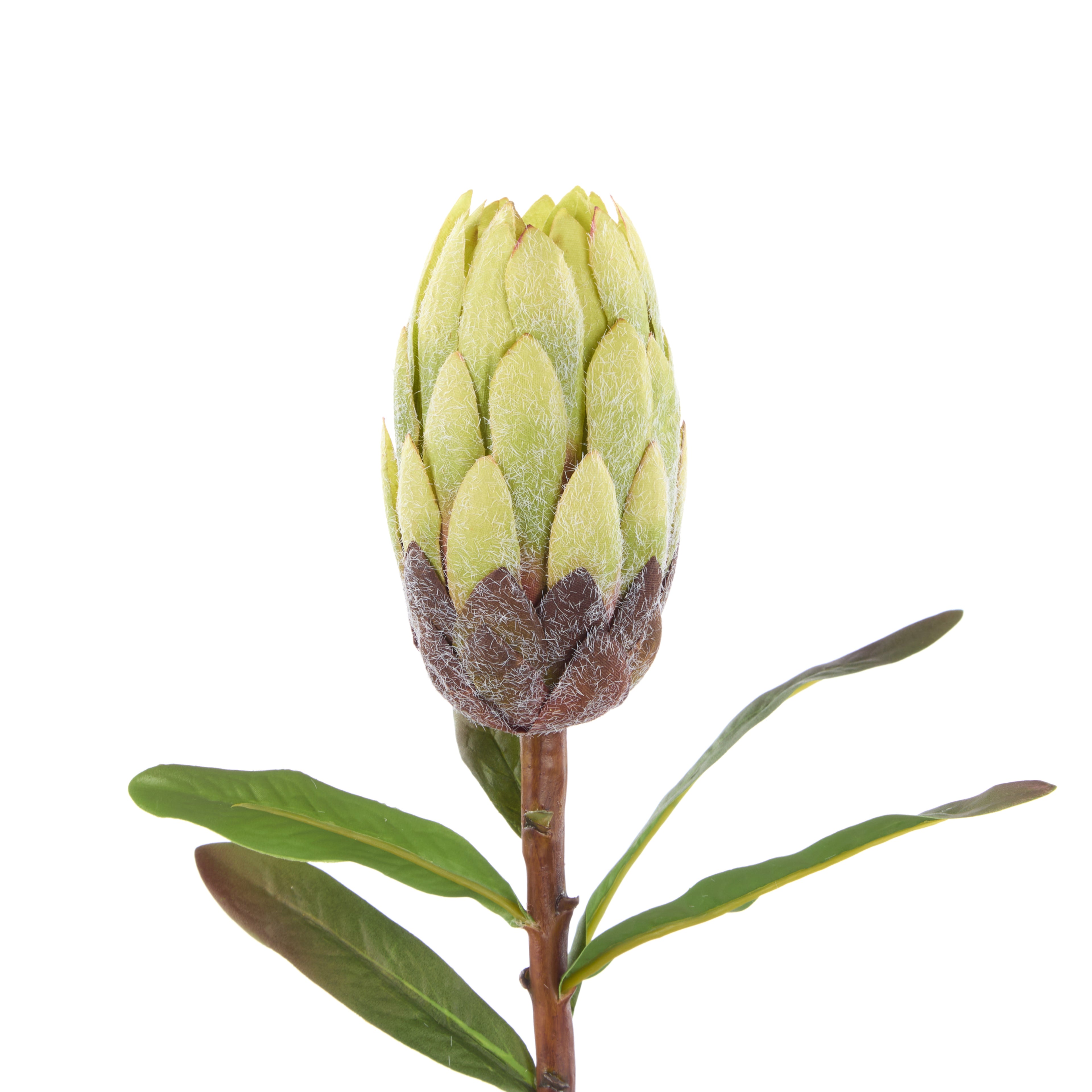 Faux Flocked Protea Stem | Green - 61cm
