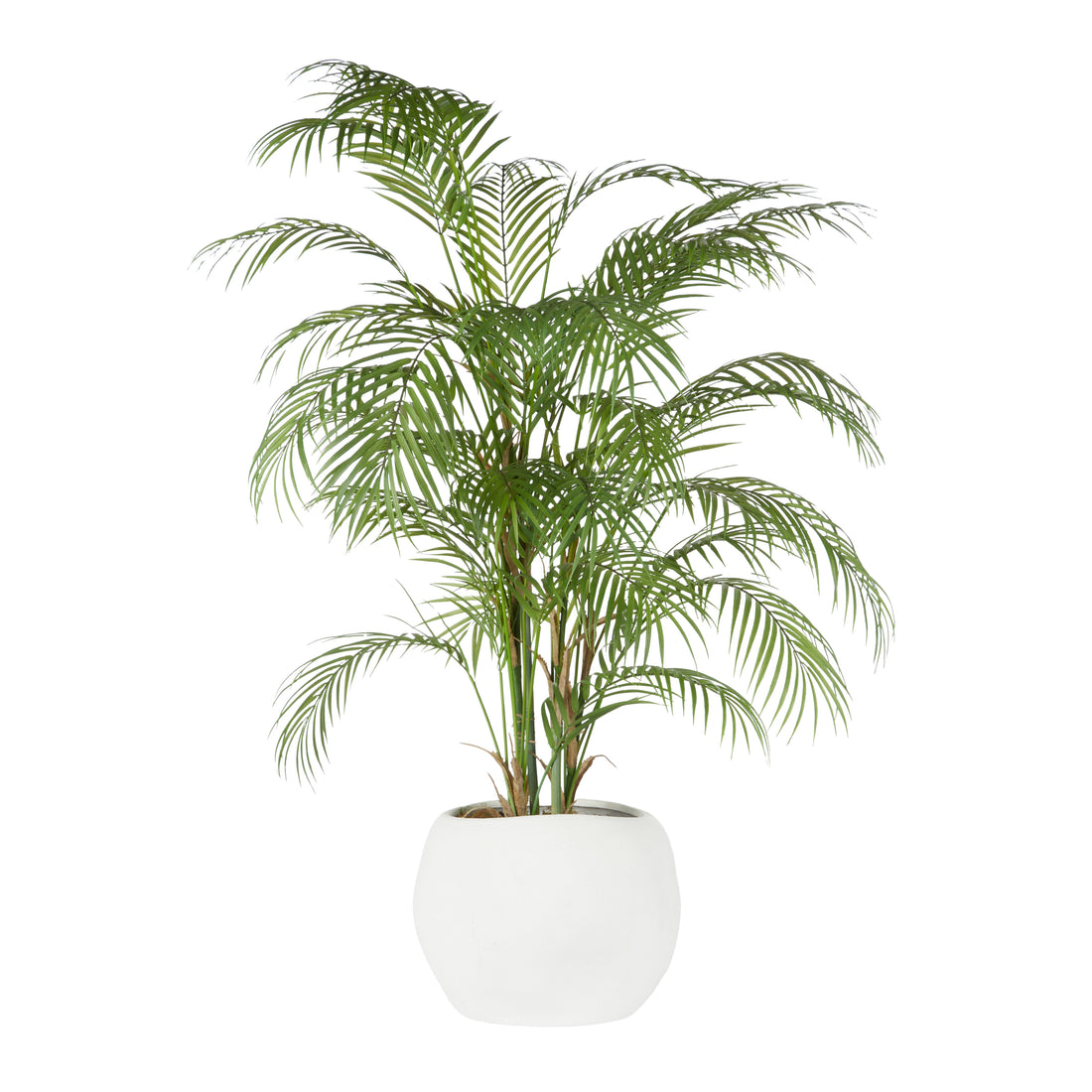 Rogue Phoenix Palm - Lyon Organic Planter Green &amp; White