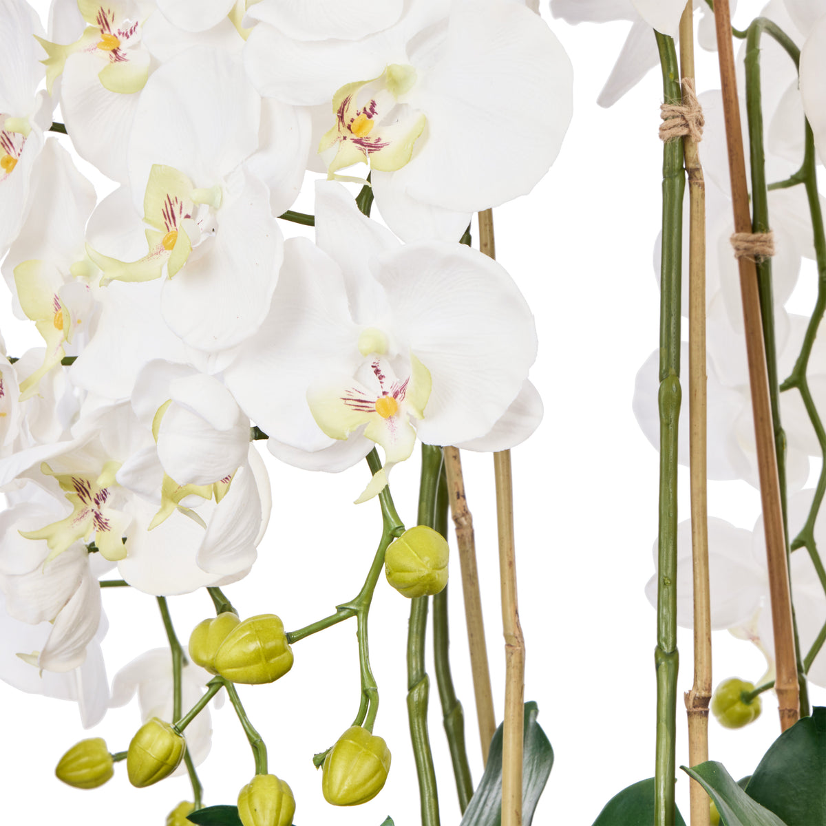 Rogue Phalaenopsis Full - Dahlia Bowl White &amp; Glass