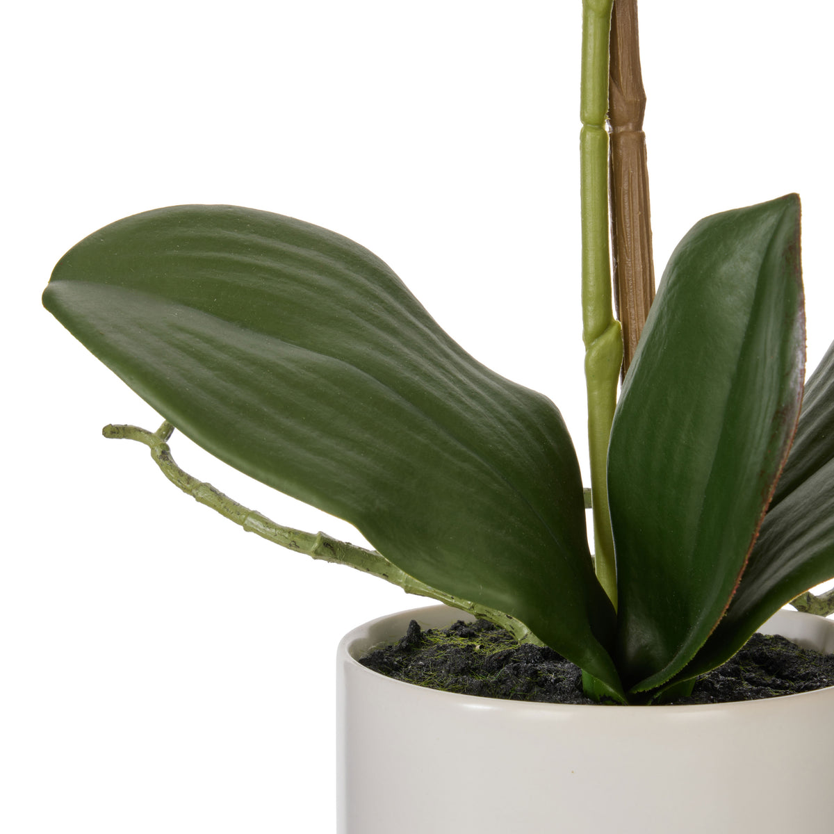 Rogue Phalaenopsis Orchid Pot White