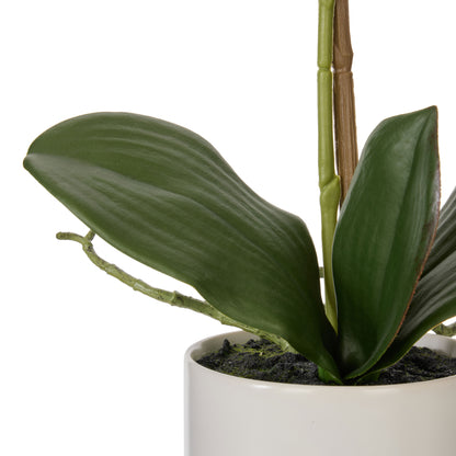 Rogue Phalaenopsis Orchid Pot White