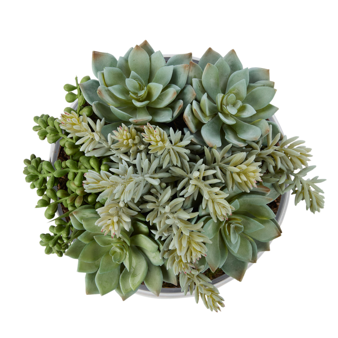 Rogue Succulent Mix - Scarlett Bowl Green/Glass