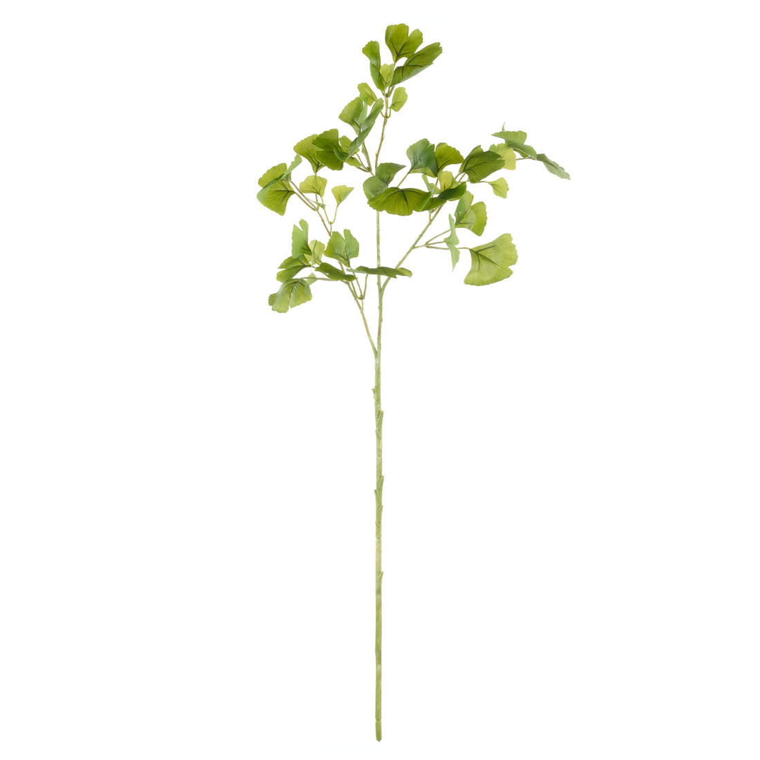 Rogue Ginkgo Spray Green