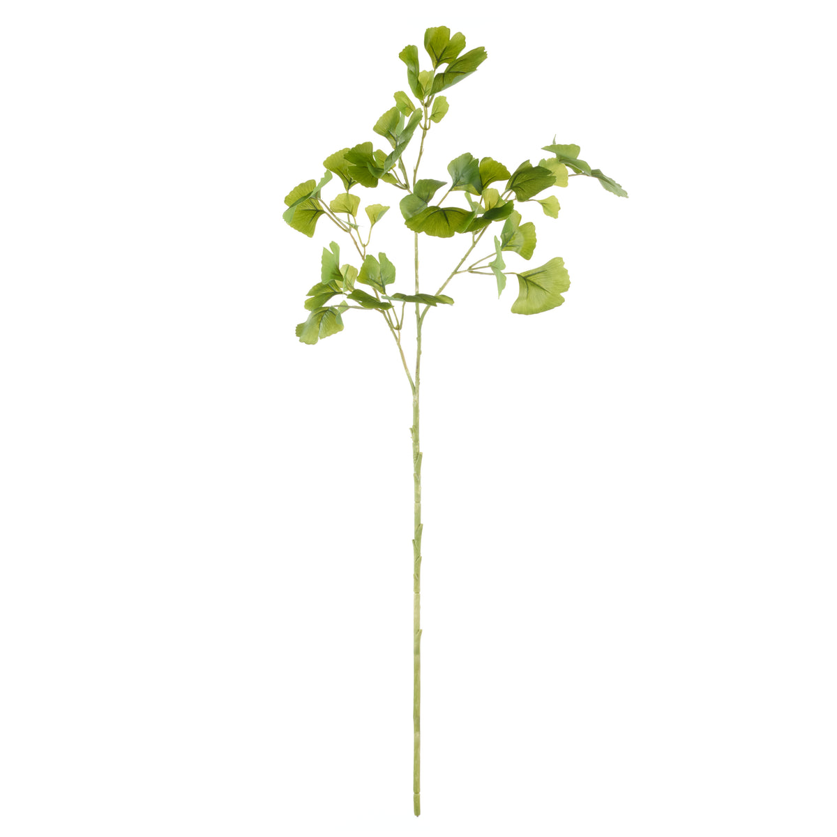 Rogue Ginkgo Spray Green