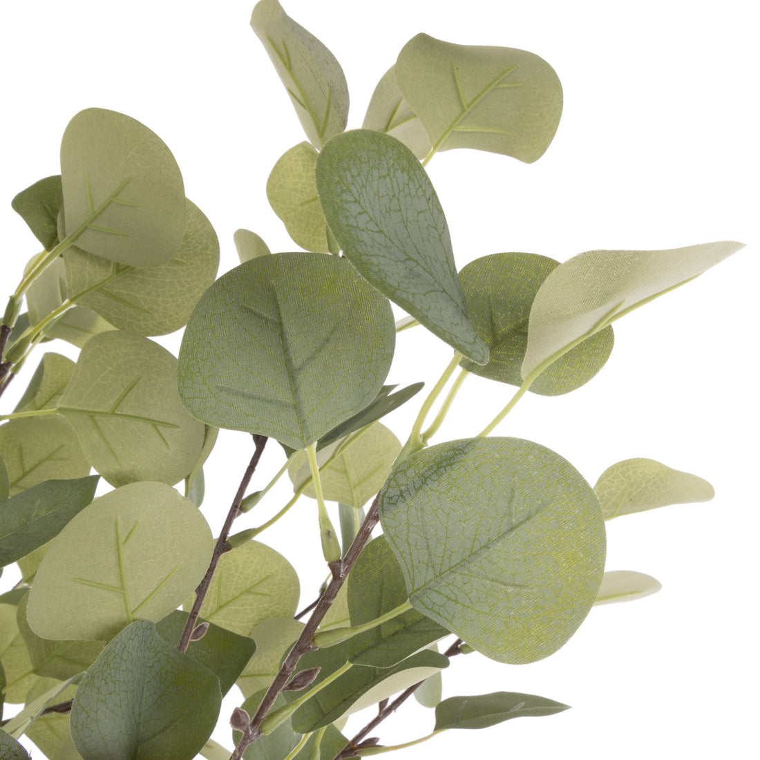 Rogue Eucalyptus Tree - Garden Pot Green
