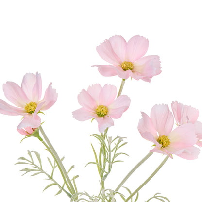 Faux Cosmos - Milk Bottle | Pink  -  35cm