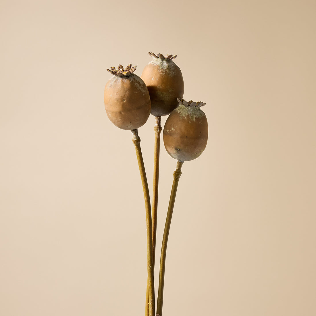 Faux Poppy Seed Bunch | Brown - 51cm