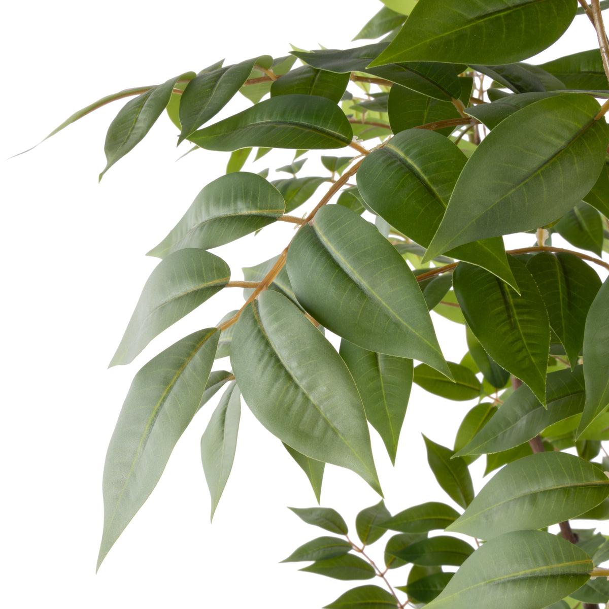 Rogue Wisteria Tree - Garden Pot Green