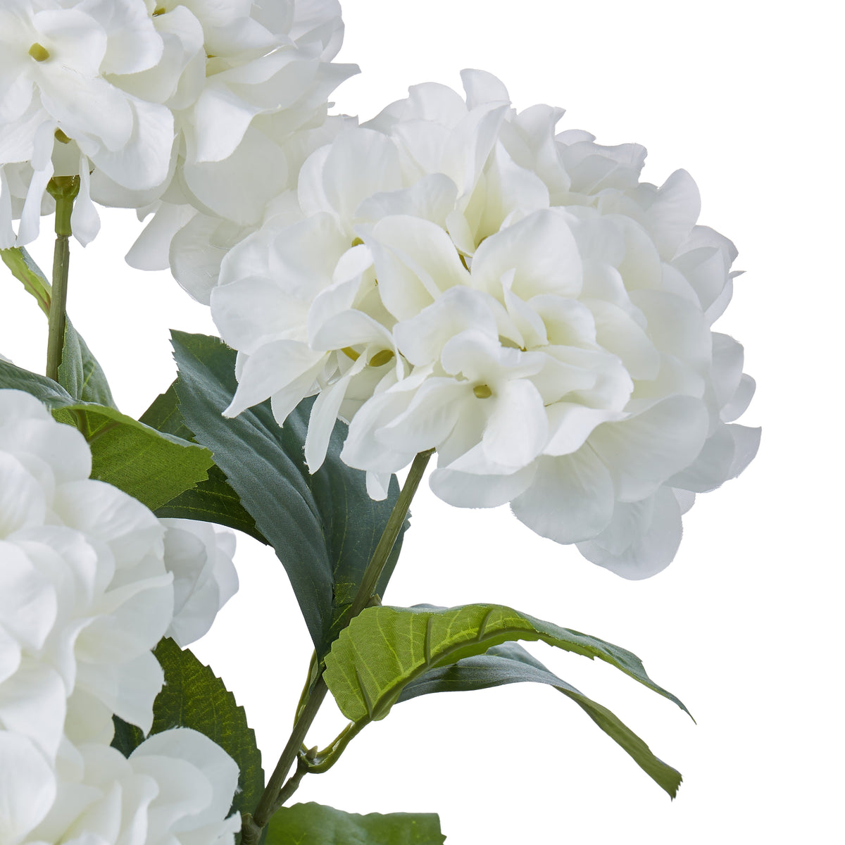 Rogue Hydrangea Bush Stem White