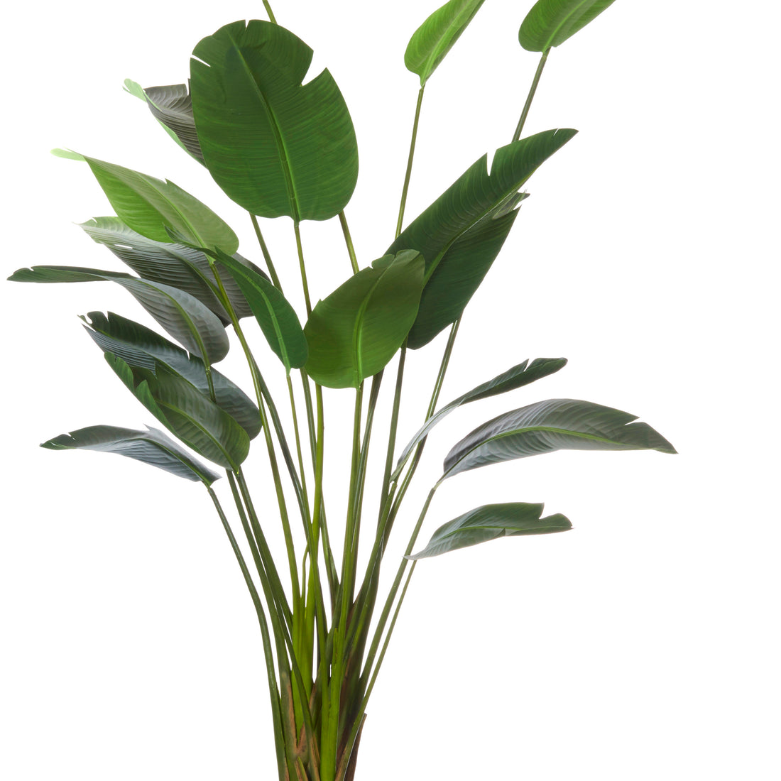 Rogue Giant Bird of Paradise Plant Green