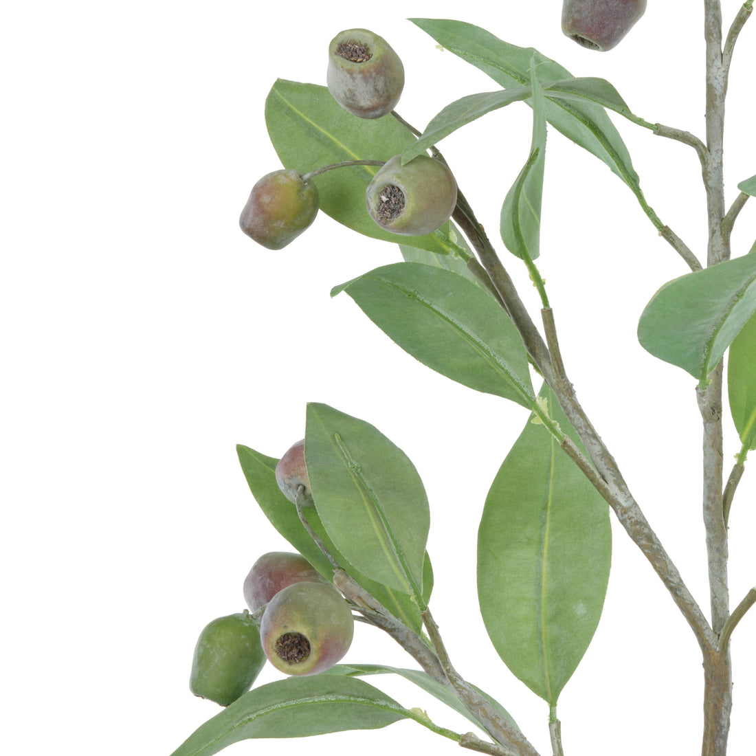 Rogue Eucalyptus Gum Nut Spray Green