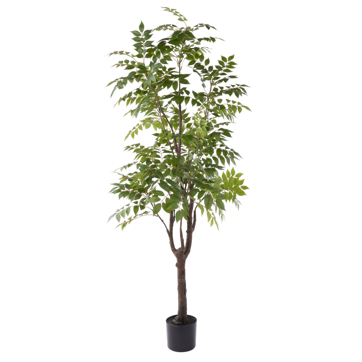 Rogue Wisteria Tree - Garden Pot Green