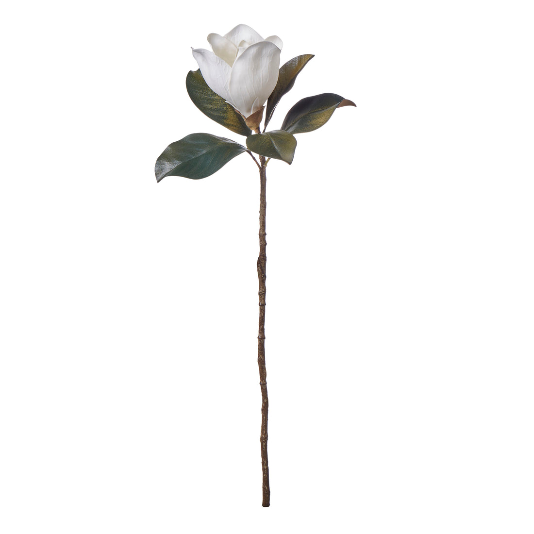Rogue Magnolia Grandiflora White