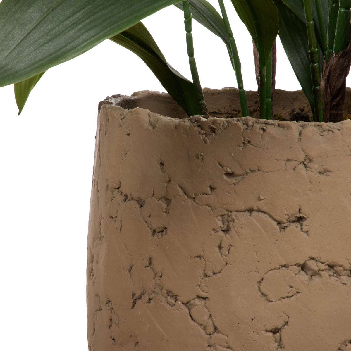 Rogue Cast Iron Plant - Oliver UV Green
