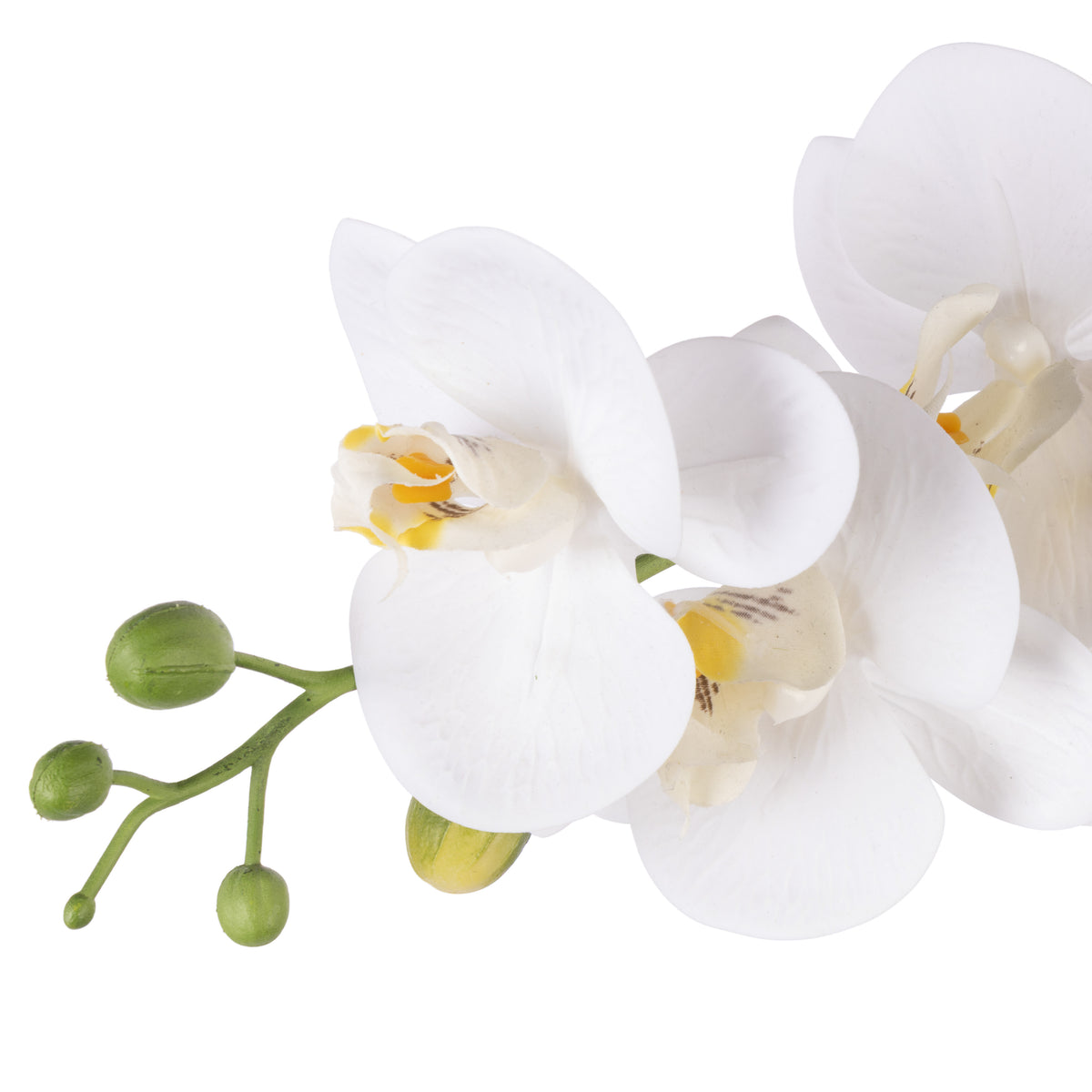 Rogue Phalaenopsis Orchid - Textured Round Pot