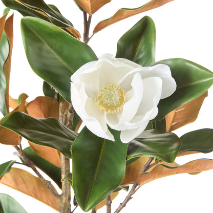 Rogue Magnolia Tree Green