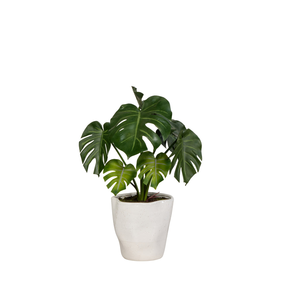 Rogue Monstera Plant - Nora Pot Green