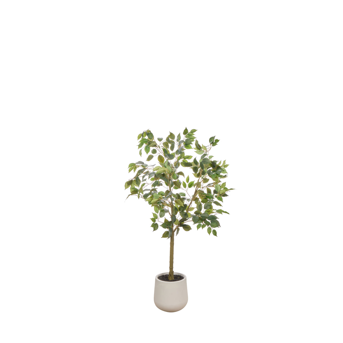 Rogue Ficus Tree Pot Green