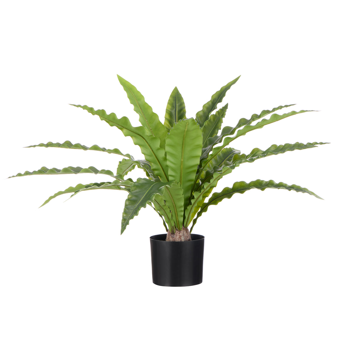 Rogue Bird Nest Fern Green