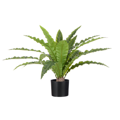 Rogue Bird Nest Fern Green