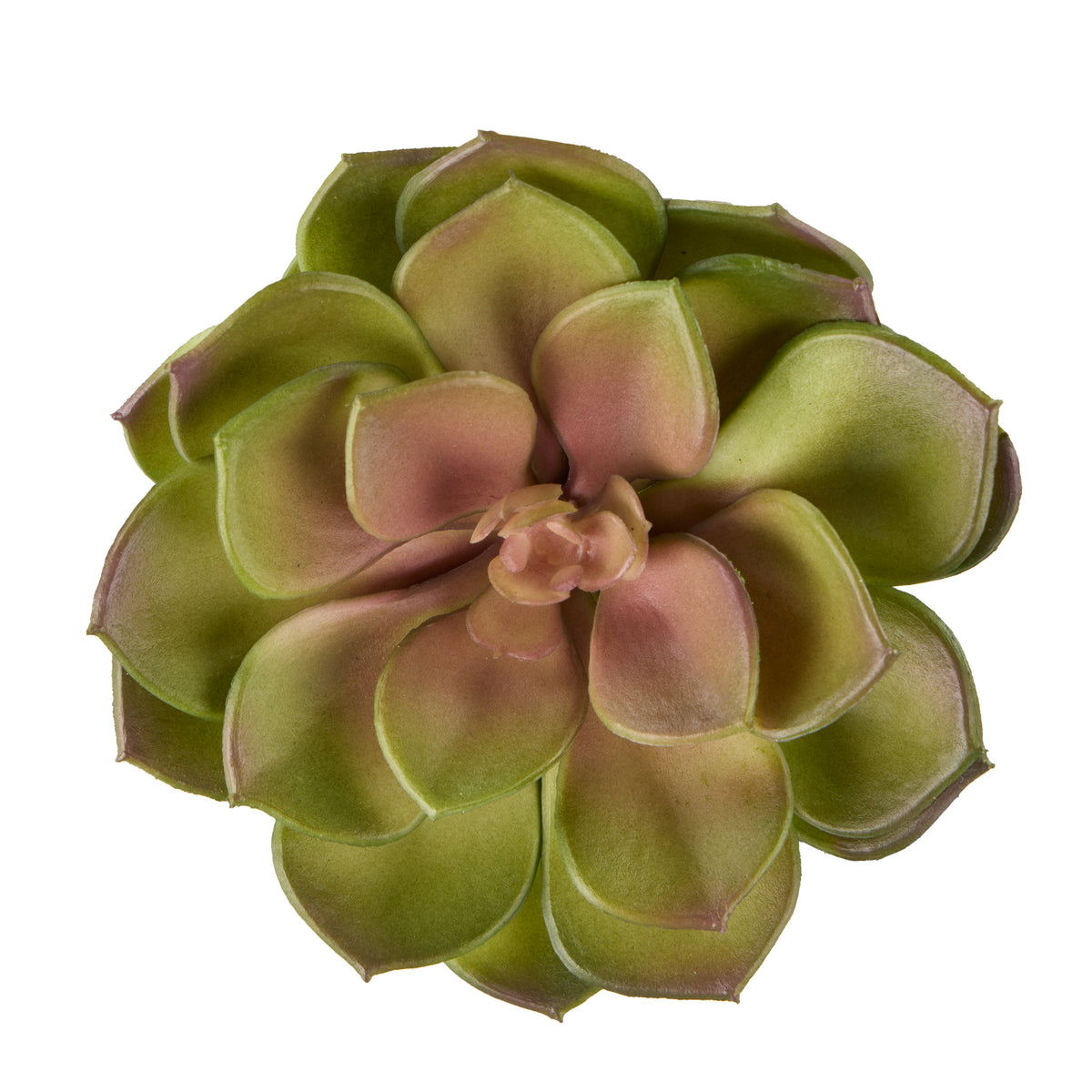 Rogue Flat Echeveria Green/Pink