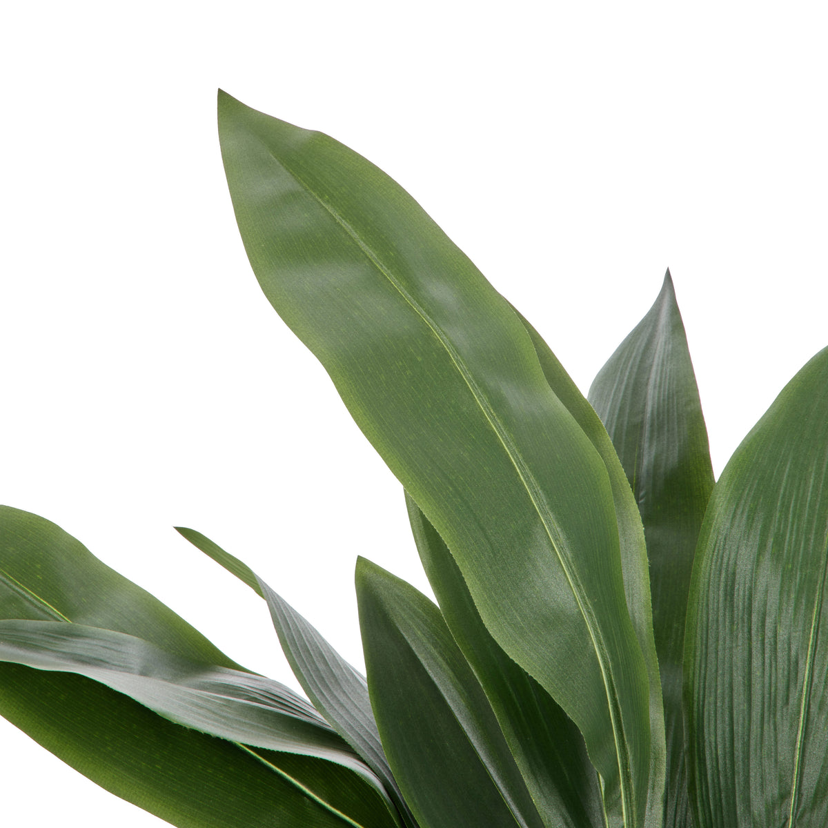 Rogue Cast Iron Plant - Oliver UV Green